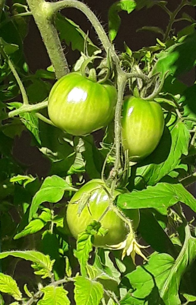 Home Grown Tomato 