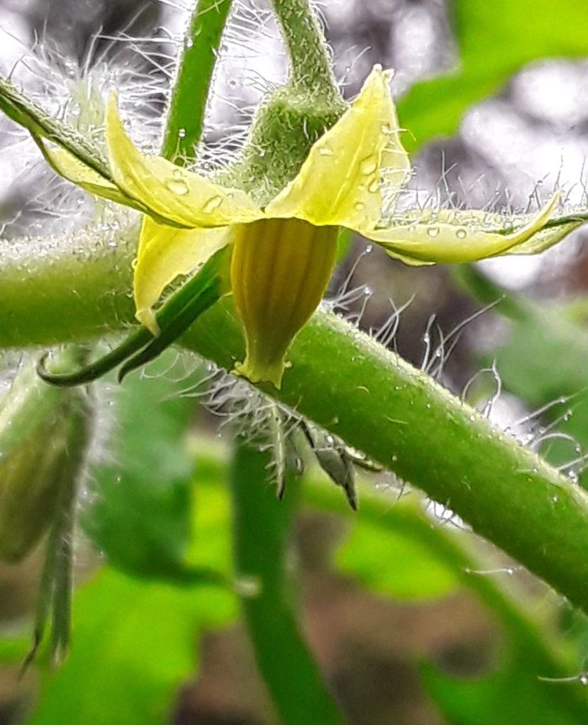 Home Grown Okra